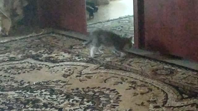 A kitten plays with its reflection in the mirror