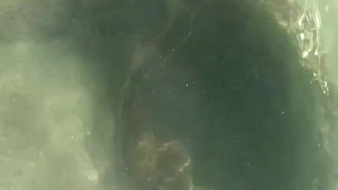 Swimming Turtle