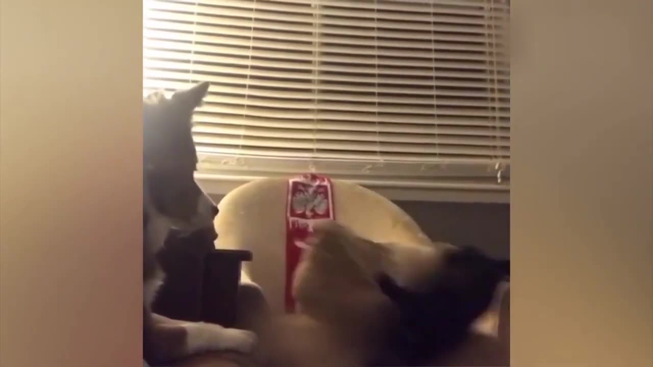 Funny Animal Moments