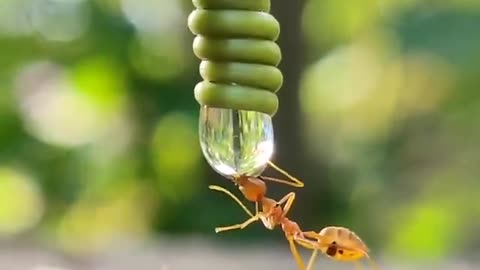 Amazing Real View Of Thristy Ant