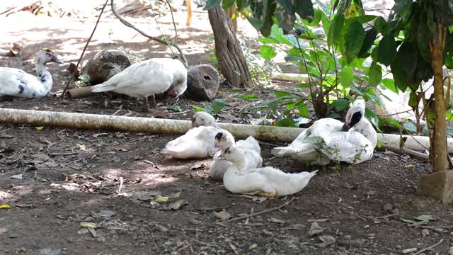 Ducks play each other