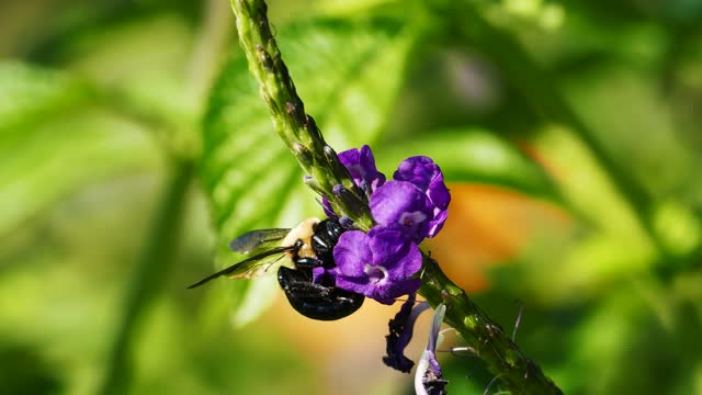 A Bee Feeding On Nectars