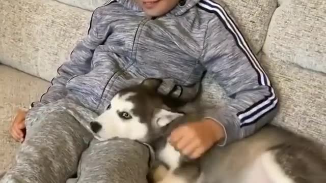 Funny dog stuffs
