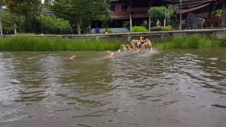 Sixteen Swimming Golden Retrievers Follow Owner’s Lead