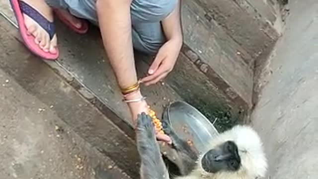 Gray langur means 'having a long tail