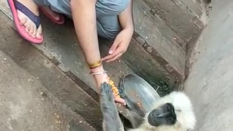 Gray langur means 'having a long tail