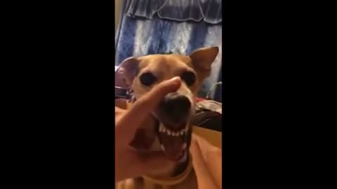Dog Lalalala | funny dogs