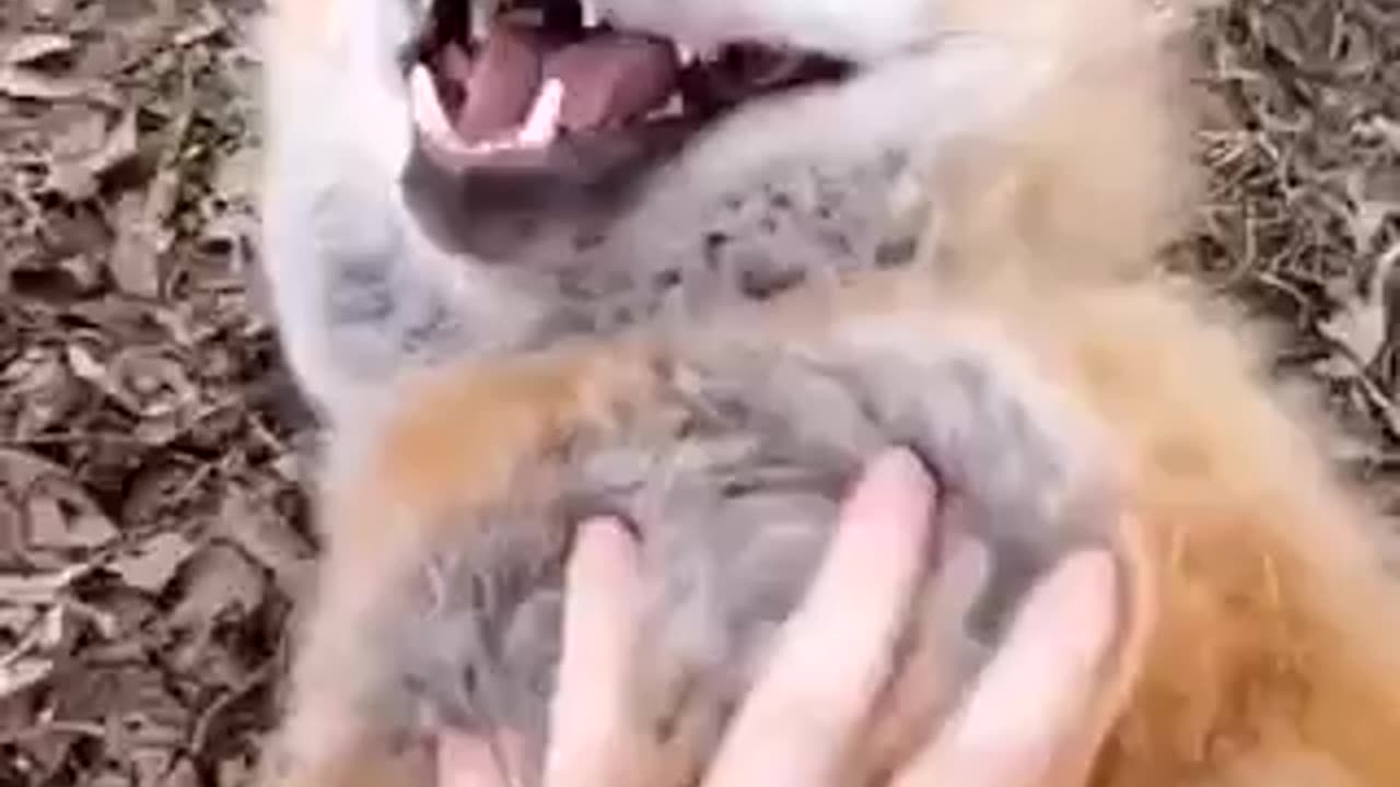 Fox laugh funny animal