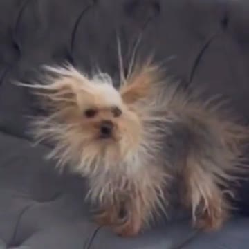 This dog has fur as if he had been electrocuted