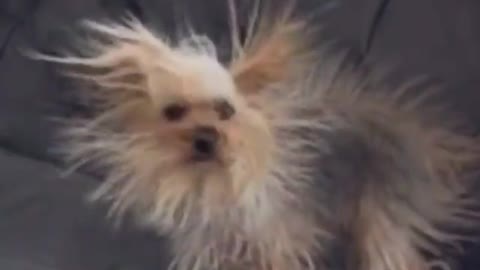 This dog has fur as if he had been electrocuted