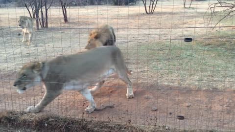 Hungry lions getting meat. AFRICA