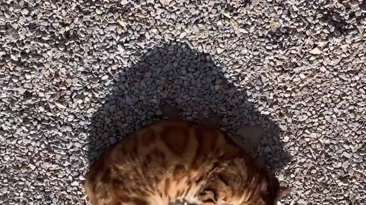 Funny Bengal beautiful cat at home