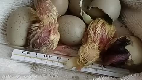 The chick broke out of its shell