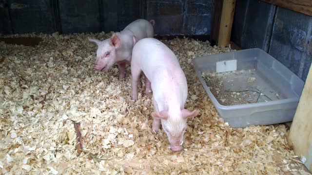 2 Little pigs