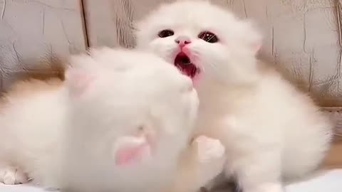 Cute kitten 🥰💋