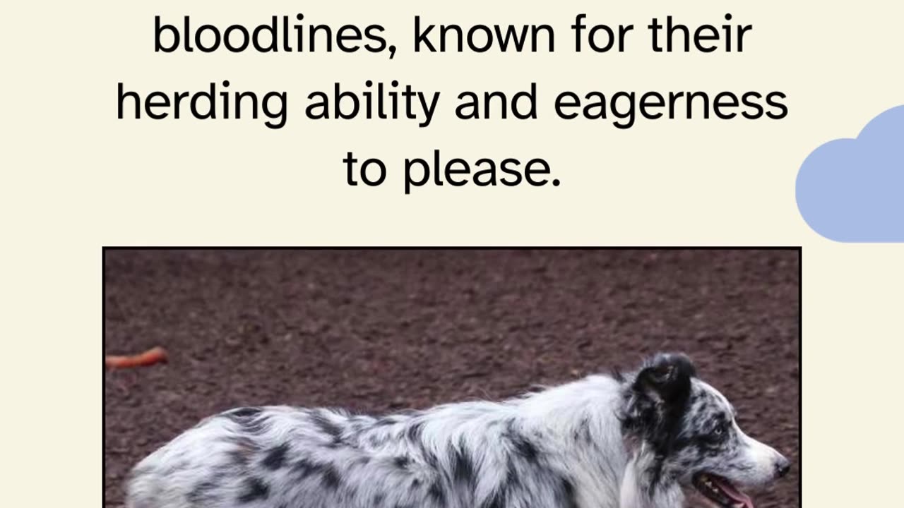 Australian Shepherd for Sale: Companions from Rising Sun Farm