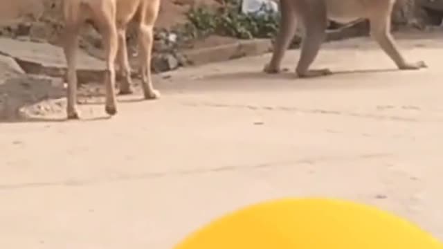 FUNNY ANIMAL #shorts #funny #fun #funnyvideo #tiktok #tiktokvideo