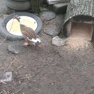 The penguin duck eats dinner!