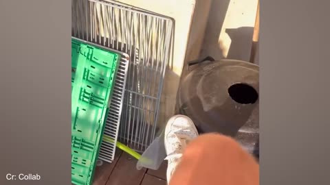 FUNNIEST Dog Cat and Animal Videos You ll Ever See