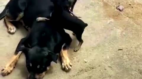 Funny Animal Videos 2024 Best Dogs And Cats Videos 😺😍short,viral,tiktok