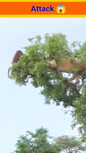 Tiger Attack Monkey On Tree ! Animals Video ! Wild Animals ! Monkey Video ! Tiger Video ! #Shorts --