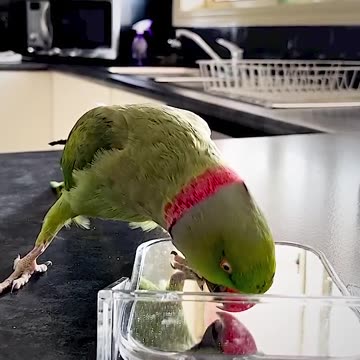 Parrots love to play Peek-a-boo
