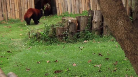 The red panda