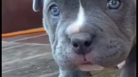 puppy meeting learning to walk