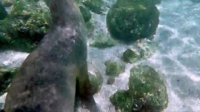 Young sea lions surround delighted swimmers for playtim
