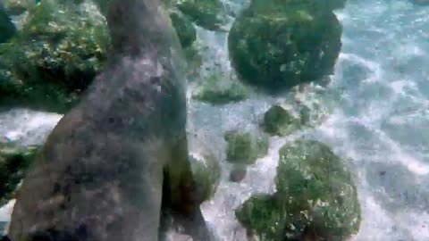 Young sea lions surround delighted swimmers for playtim