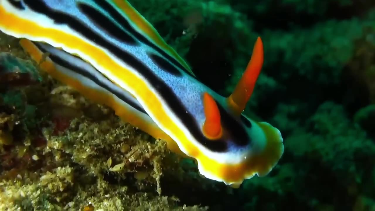 World's Cutest Sea Slug Has A Deadly Weapon,