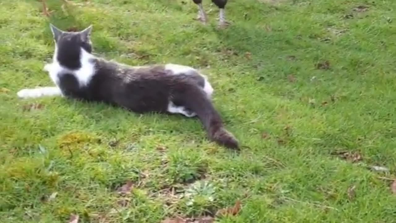 Funnyanimals video cat,hens ,fun unlimited 🤣🤣🤣