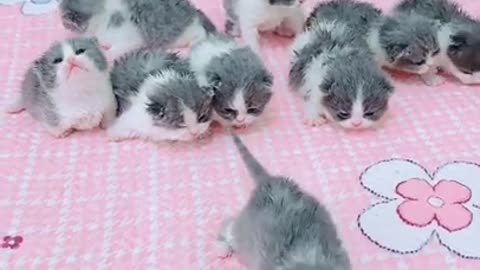 Cute cat and Funny animals