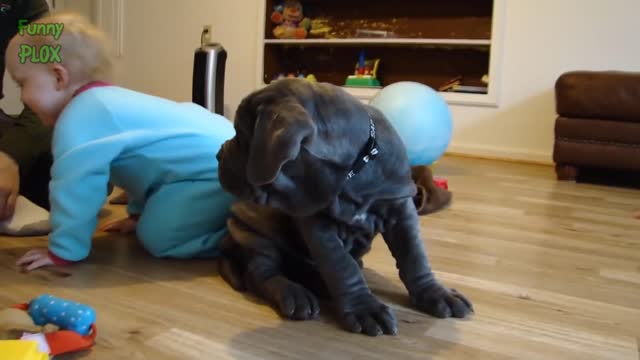 Puppies and Babies Playing Together Compilation