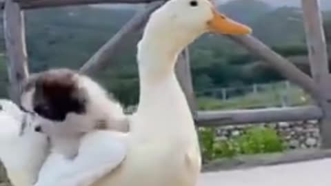 Two cute friends