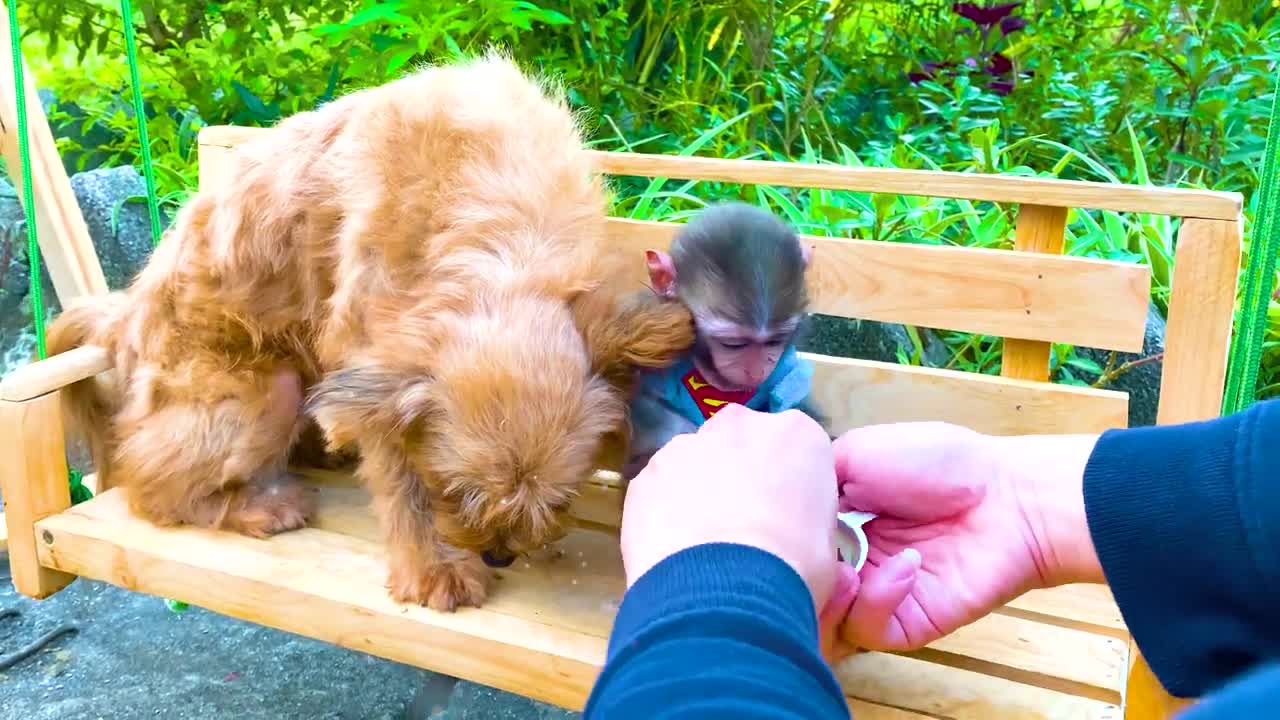 Little Monkey Bip Bip doing shopping in Kinder Joy eggs store & eat Chocolate with cute puppy