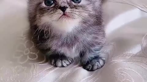 Sweet cat baby find the mom ☺🥰🤭🤭