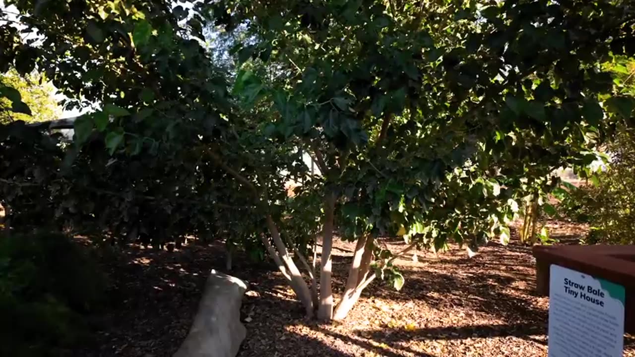 Food Forest Tour He Picks Fruit Every Day of the Year