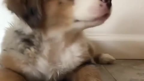 Cute Puppy's Reaction To A Flute.