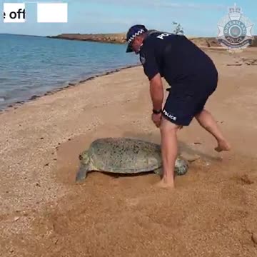Turtle rescue, Sweers Island