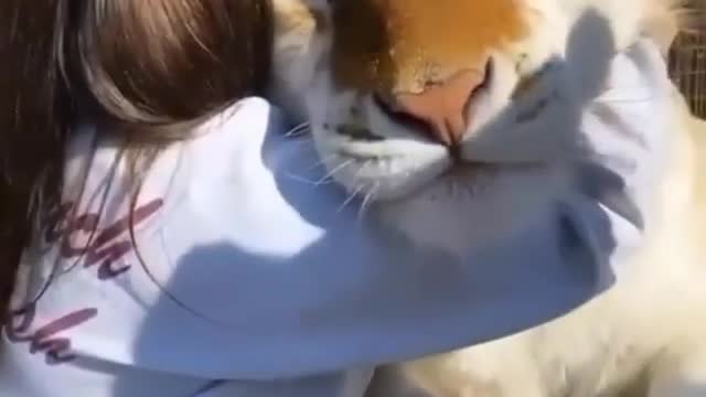 Cuddles with tiger-Funny pet Video