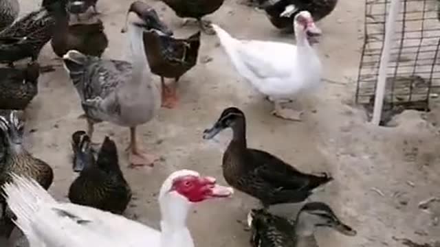 The ducks