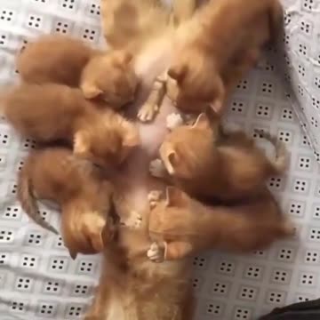 So adorable kittens having their breakfast