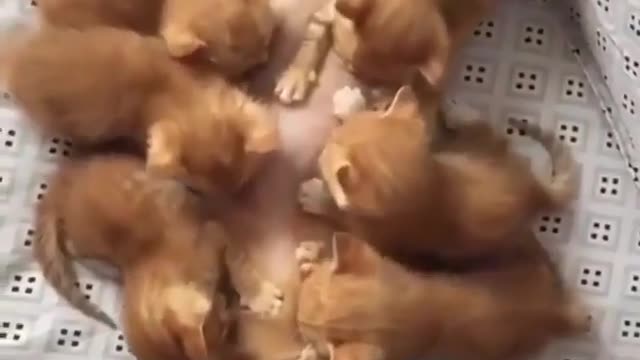 So adorable kittens having their breakfast