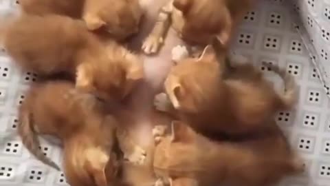 So adorable kittens having their breakfast