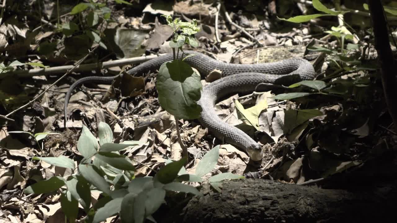 Snake in forest staying extremely still while waiting for prey