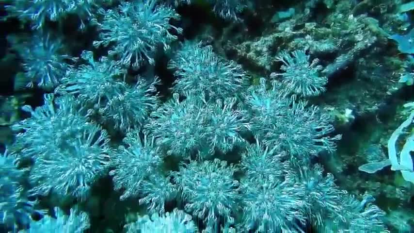 Stunning Underwater footage Rare & Colorful Sea Life Video Royalty-Free