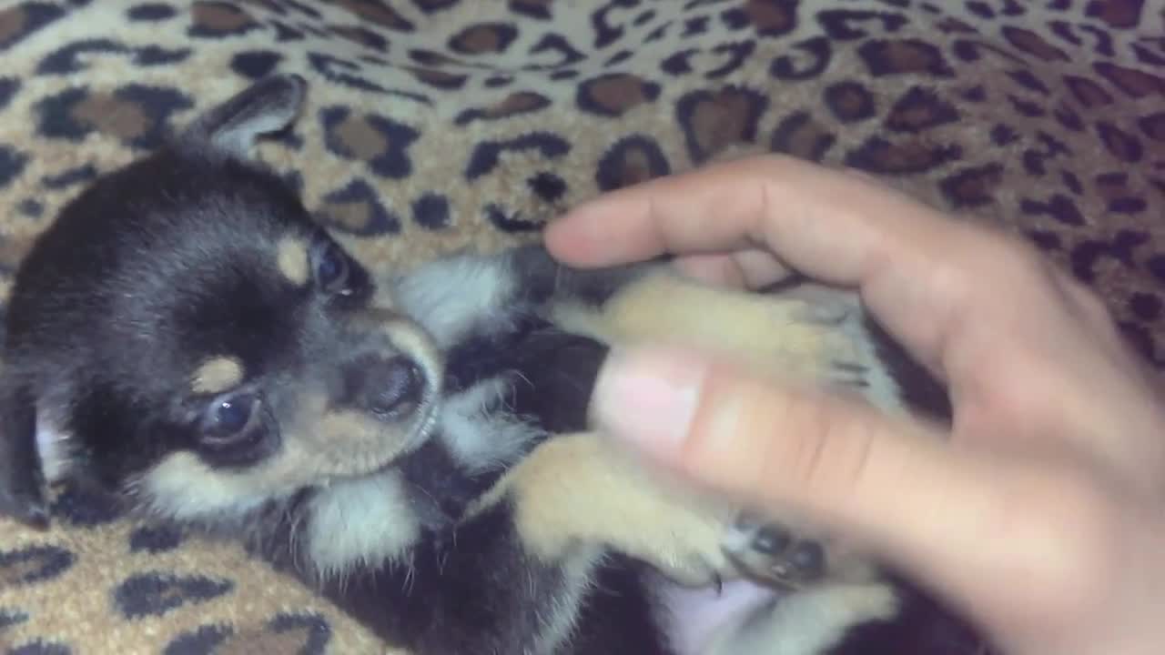 CUTE PUPPIE BITES HIS OWN LEG