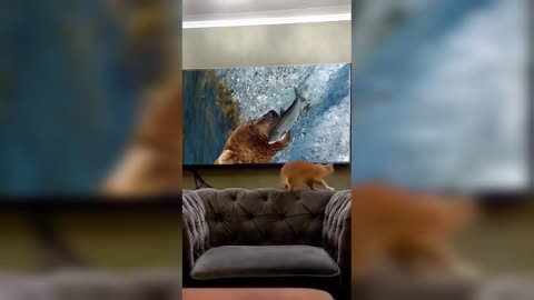 cat jumps on television to catch fresh fish