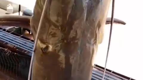 This is a beautiful and charming water-dwelling species